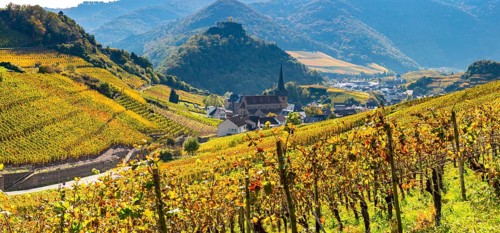 Vineyards in autumn, Mayschoß, Ahr valley, red wine of the Pinot Noir and Portugieser grape is