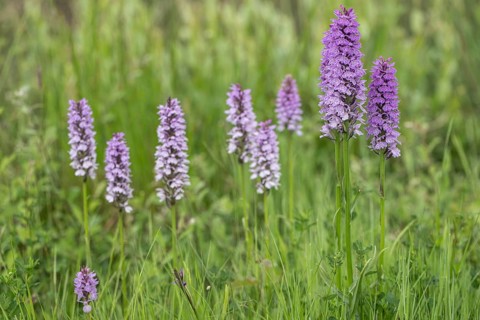 Southern marsh orchid (Dactylorhiza praetermissa), Emsland, Lower Saxony, Germany, Europe