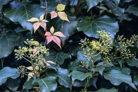 Wild Vine (Parthenocissus quinquefolia) in autumn leaves in front of ivy (Hedera helix), Speyer,