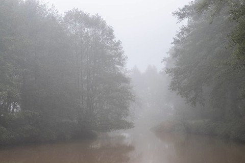 Alder trees (Alnus glutinosa) at a body of water in fog, Emsland, Lower Saxony, Germany, Europe
