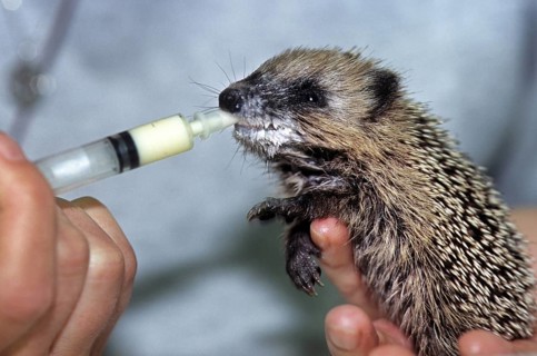 Orphaned baby European hedgehog (Erinaceus europaeus) drinking milk by hand in animal shelter