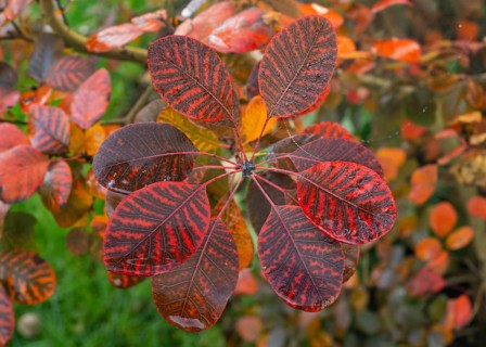 Eurasian Smoke Tree (Cotinus coggygria), or Wig Bush, in garden, leaves in autumn color, Hesse,