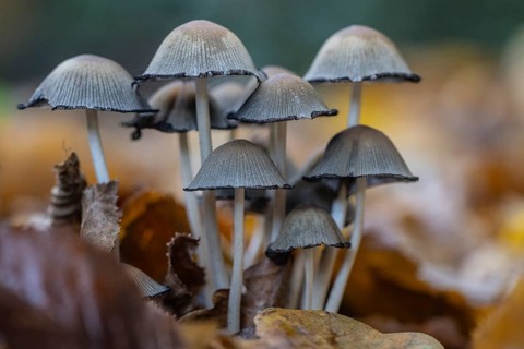 Mica tintinnabuli (Coprinus micaceus), Emsland, Lower Saxony, Germany, Europe