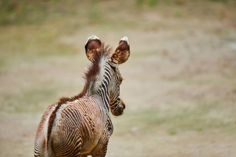 Young Grévy's zebra (Equus grevyi), captive, Germany, Europe