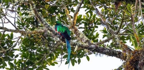 Resplendent quetzals (Pharomachrus mocinno) sitting on a tree in the cloud forest, Parque Nacional