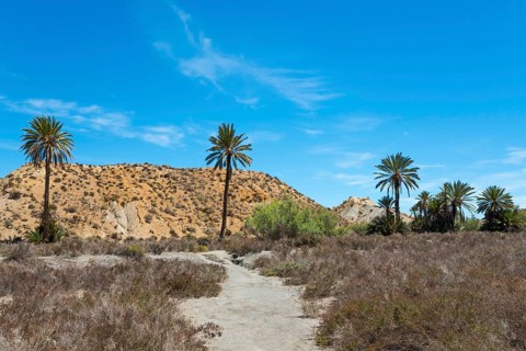 Natural scenery with several palm trees, desert vegetation and a path under a clear blue sky, Oasis