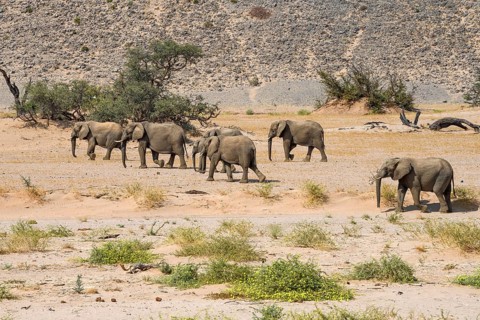 Desert elephants (Loxodonta africana) in the Huab dry river, Damaraland, Kunene region, Namibia,
