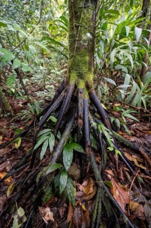 Roots of a stilt palm (Socratea exorrhiza), in the tropical rainforest, Laguna de Hule, Refugio