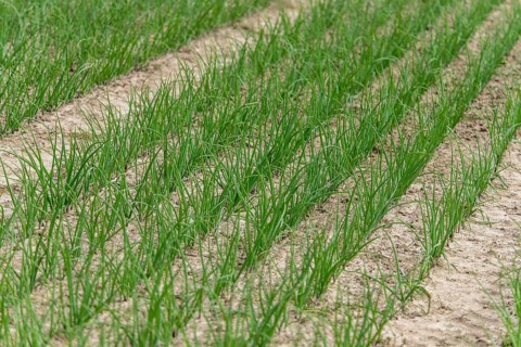 Young leek in field, (Allium porrum), Baden-Württemberg, Germany, Europe