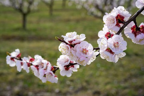 Apricot blossom, Paudorf, Lower Austria, Austria, Europe