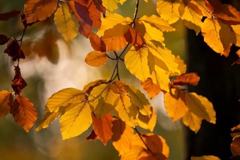 Autumn coloured leaves against the light, Rosensteinpark, Stuttgart, Baden-Württemberg, Germany,