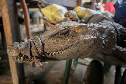 Bushmeat at a market, crocodile, poaching, Ouésso, Sangha department, Republic of the Congo