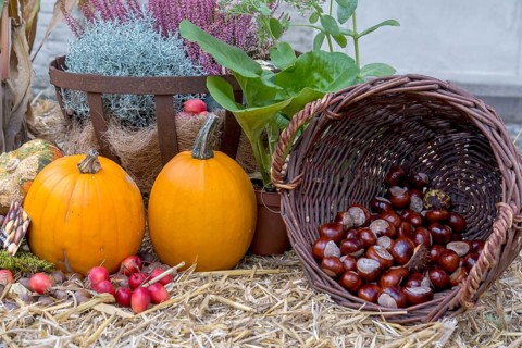 Autumnal still life with pumpkins, chestnuts, heather and ornamental apples on straw, North
