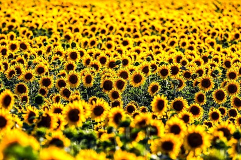 Sunflowers in a field, Mallnow