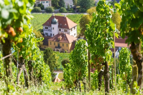 The idyllic, listed Hoflößnitz is a jewel of the Saxon wine culture landscape and the first and