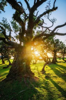 Centuries-old til trees in fantastic magical idyllic Fanal Laurisilva forest on sunset. Madeira