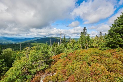 Vegetation with Norway spruce (Picea abies) and colored European blueberry (Vaccinium myrtillus) on