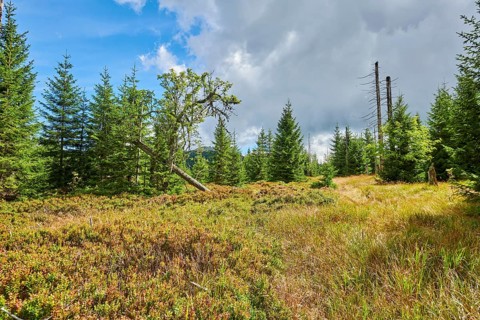Vegetation with Norway spruce (Picea abies), an old rowan (Sorbus aucuparia) tree and colored