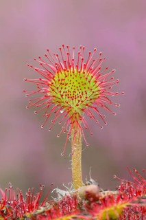 Common sundew (Drosera rotundifolia), close-up, fully spread out and ready to catch an insect,