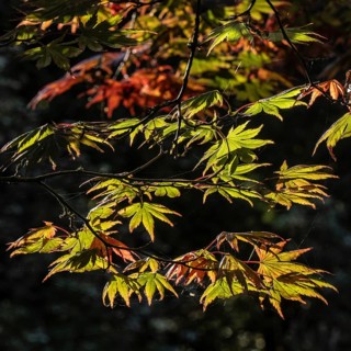 Japanese fan maple (Acer palmatum Trompenburg), autumn foliage, Emsland, Lower Saxony, Germany,