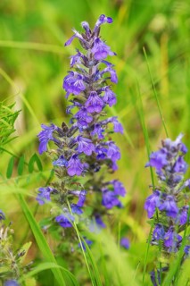Blue bugle (Ajuga genevensis), Bavaria, Germany, Europe