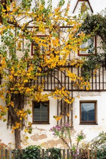 A house in Hallstatt in autumn. A tree in a trellis with yellow leaves. Hallstatt, Gmunden,