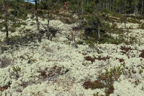 Reindeer lichen (Cladonia rangiferina) in pine forest, Lapland, Sweden, Scandinavia, Europe