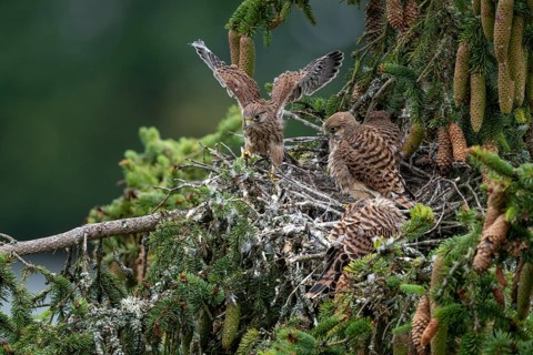 Common kestrel (Falco tinnunculus), young birds not yet ready to fly in the nest,