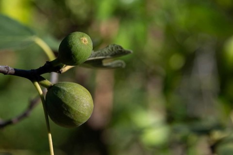 Green figs, fig tree in the biblical garden Friedensau, Saxony-Anhalt, Germany, Europe
