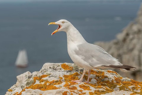 Herringgull (Larus argentatus) screaming on a rock at the edge of a cliff. Camaret, Crozon,