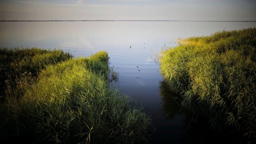 Morning atmosphere at the Bodstedter Bodden near Born am Darß Born, 31.07.2024