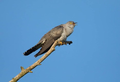 Common cuckoo (Cuculus canorus), male perched on a tree branch, in spring, calling, Hesse, Germany,