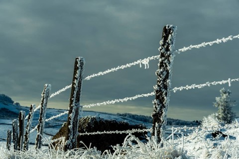 Aubrac plateau in winter. Frozen barbed wires. Lozere department. Occitanie. France