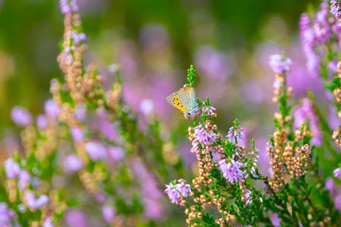 Glandular balsam (Impatiens glandulifera), Indian balsam, red balsam, Himalayan balsam, farmer's