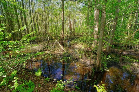 Trees grow in the water in the alluvial forest at Kirchwerder Mühlendamm, an old bird sanctuary in