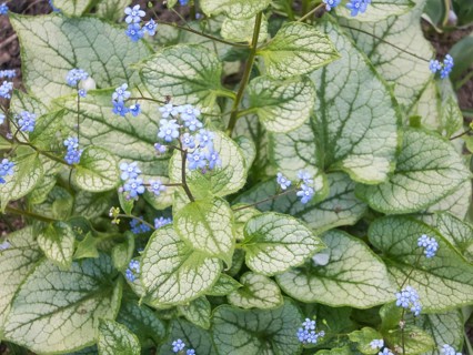Brunnera patterned leaves in the garden