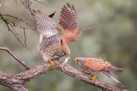 Common kestrel (Falco tinnunculus) handing over prey, male and female, pair, handing over food,