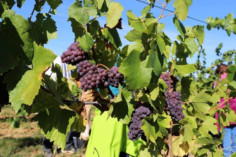 Grape grape harvest: Hand-picking of Pinot Gris grapes in the Palatinate (Norbert Groß winery,