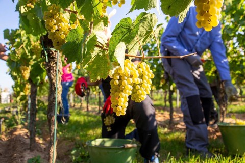Hand-picking of Chardonnay grapes in the Palatinate in 2023 (Norbert Groß winery, Meckenheim) . The