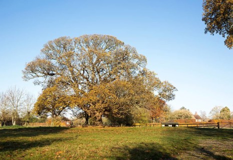 Sweet chestnut tree, Castanea saliva, autumn leaves Woodborough, Wiltshire, England, UK
