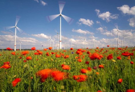 Wind farm, field with flower strips, insect-friendly border of fields with mixed flowers, poppies,