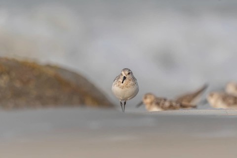 Sanderling (Calidris alba) feeding on a beach. Camaret sur mer, Crozon, Finistere, Brittany,