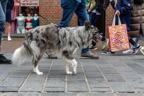 Dogs on a lead, on a pavement, dog perspective, walking between people in a pedestrian zone