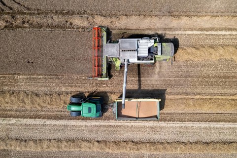 Agriculture, grain harvest, wheat, combine harvester harvesting in a wheat field, grain tank being