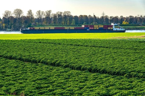 Kale field, growing area in the south of Düsseldorf, Volmerswerth district, cargo ship on the