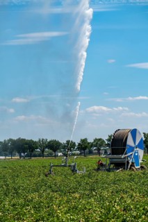 A field is artificially irrigated, water is sprayed onto the field via a sprinkler system, potato