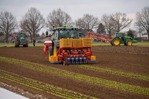 Lettuce plants, in press pots, they are planted in a field with a planting machine, agriculture,