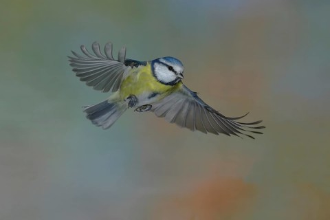 Blue Tit (Parus caeruleus) in flight, flight photo lateral from below, Wilden, North