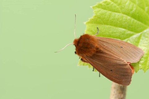 Cinnamon bear or ruby tiger (Phragmatobia fuliginosa), North Rhine-Westphalia, Germany, Europe