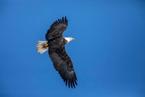 Adult bald eagle (Haliaeetus leucocephalus) flying under a blue sky. Region of Lanaudiere. province